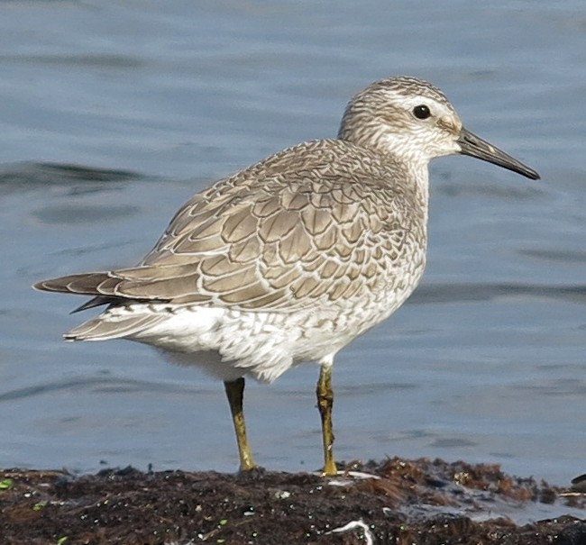 polarsnipe - ML35450771