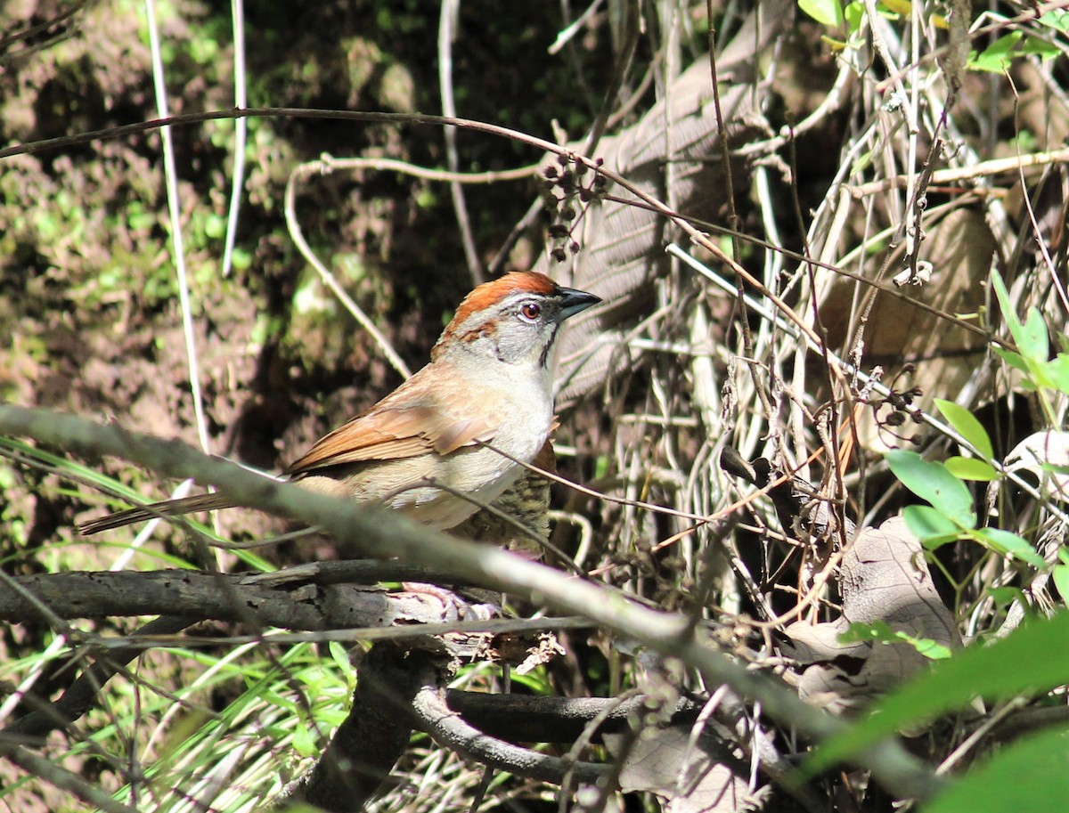 Rusty Sparrow - ML354508491