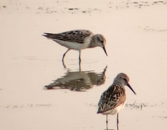 Semipalmated Sandpiper - ML354508731