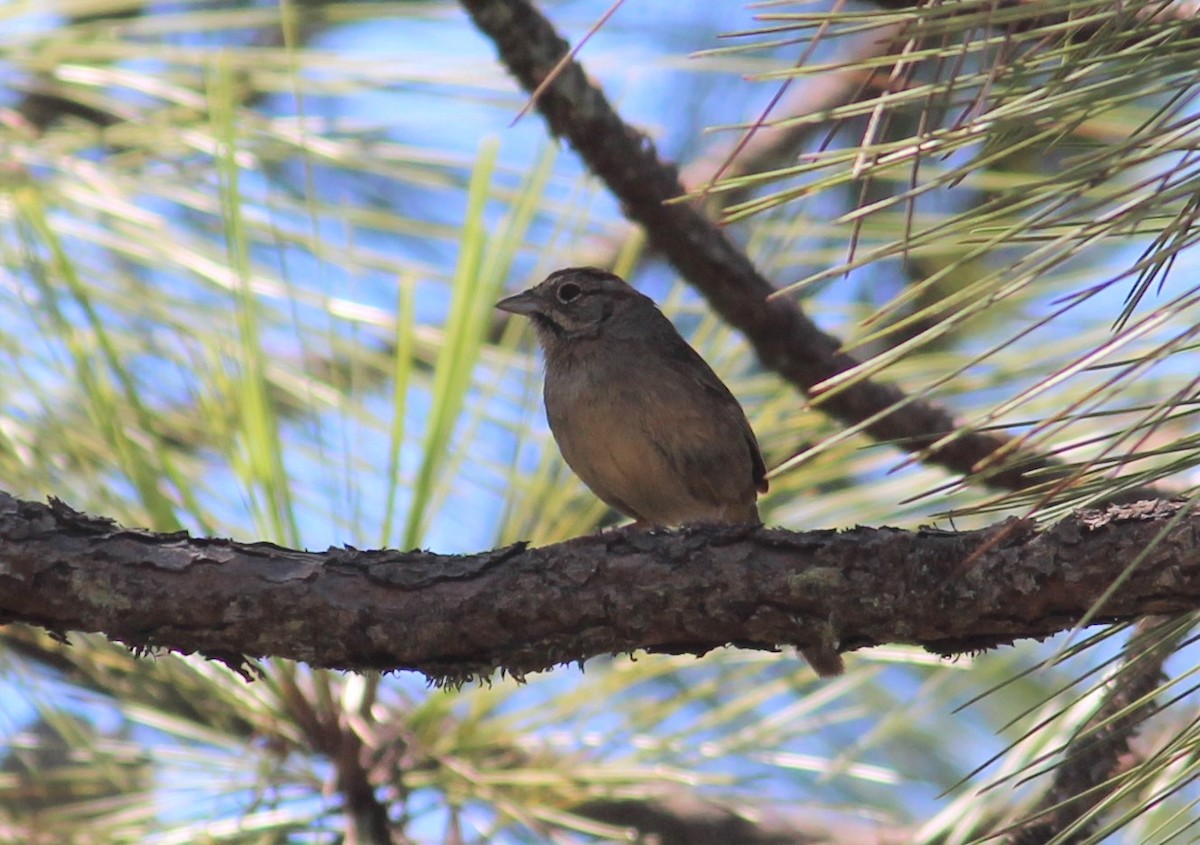 Rufous-crowned Sparrow - ML354509091