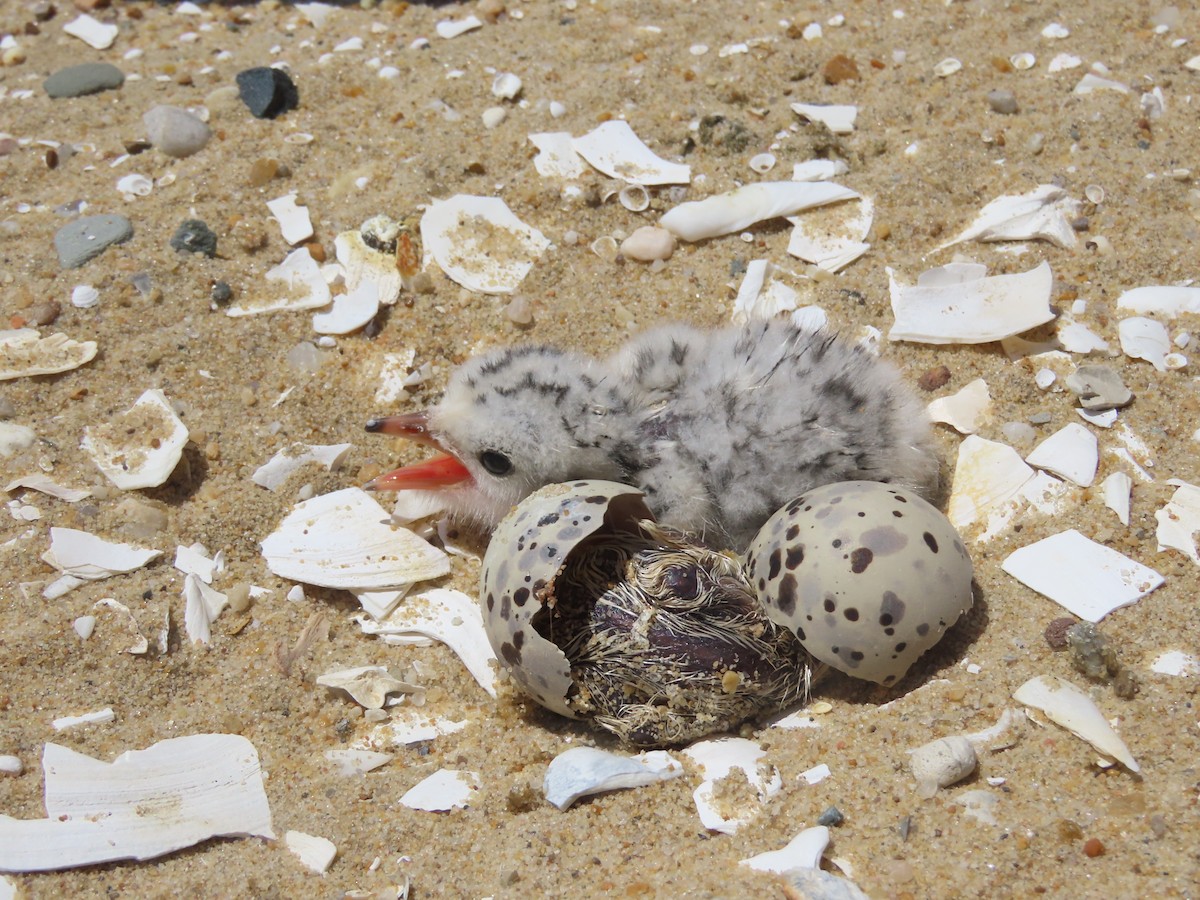 Least Tern - ML354510271