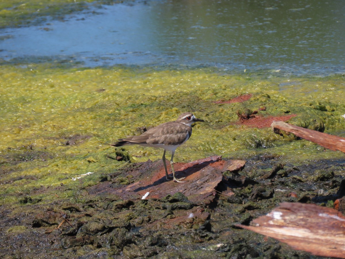 Killdeer - ML354510491