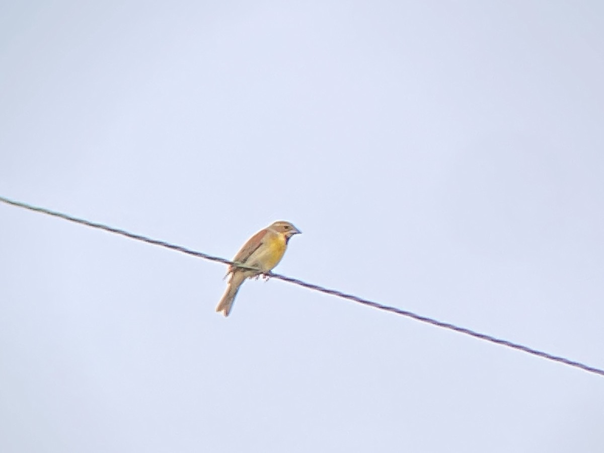 Dickcissel d'Amérique - ML354511641