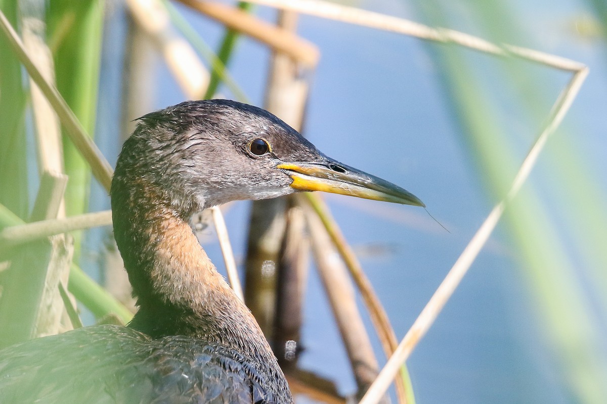 Red-necked Grebe - Ethan Denton