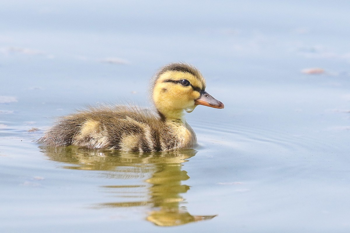 Blue-winged Teal - Ethan Denton
