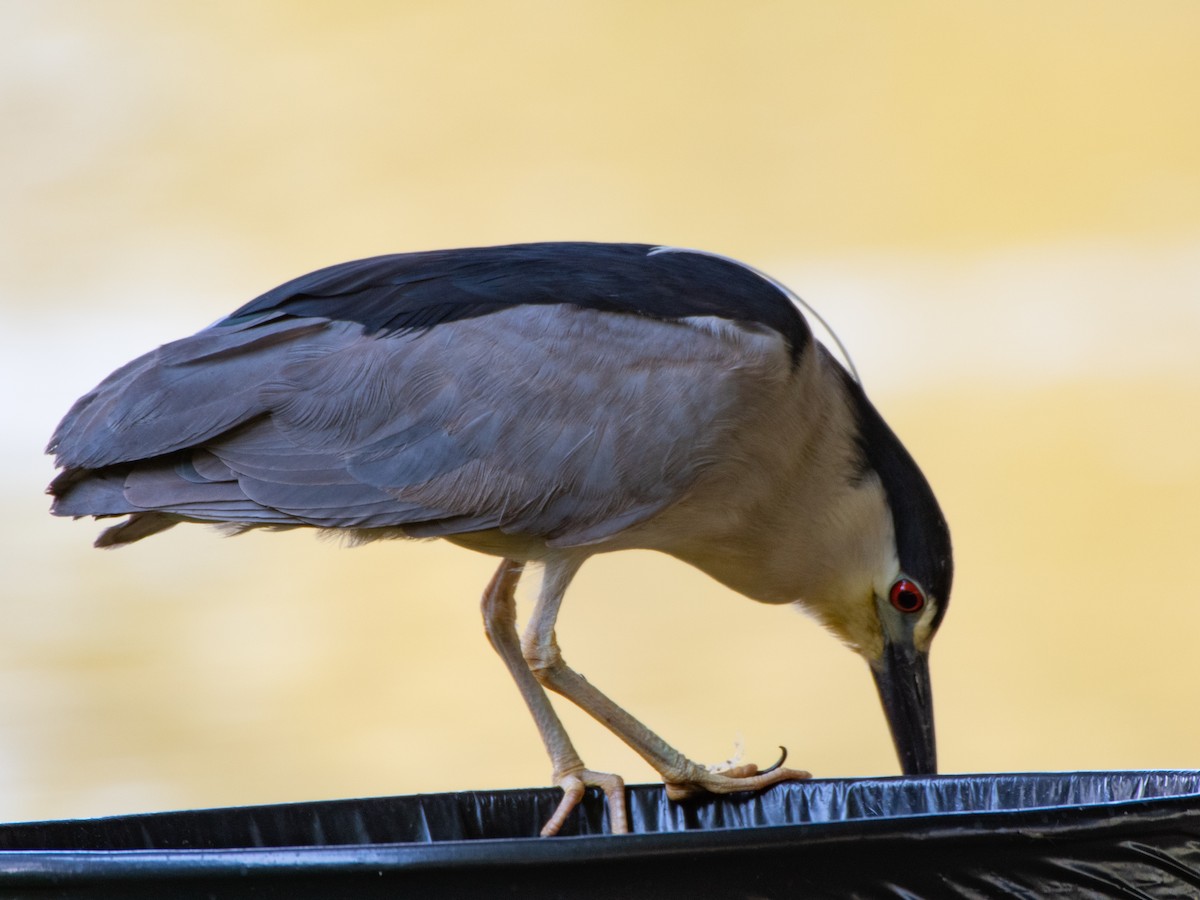 Black-crowned Night Heron - Gregg McClain