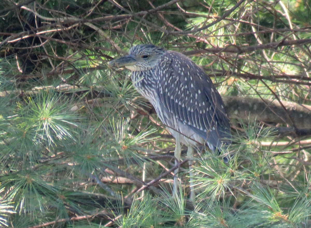 Yellow-crowned Night Heron - ML35451241