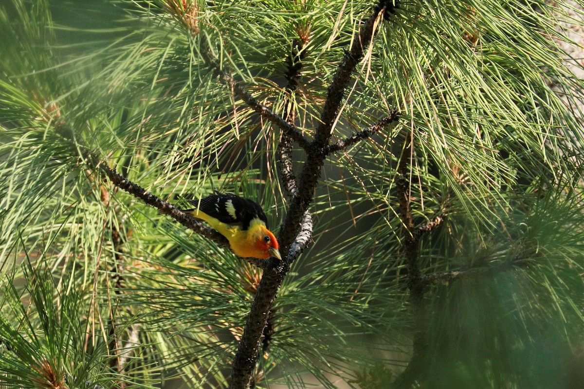 Western Tanager - ML354513681