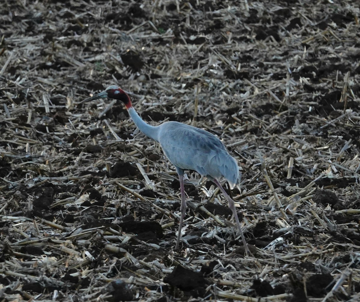 Sarus Crane - David Diller