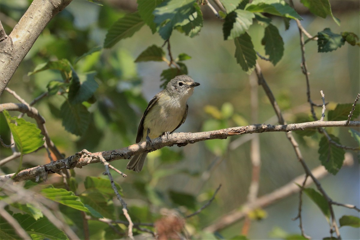 Cassin's Vireo - ML354513851