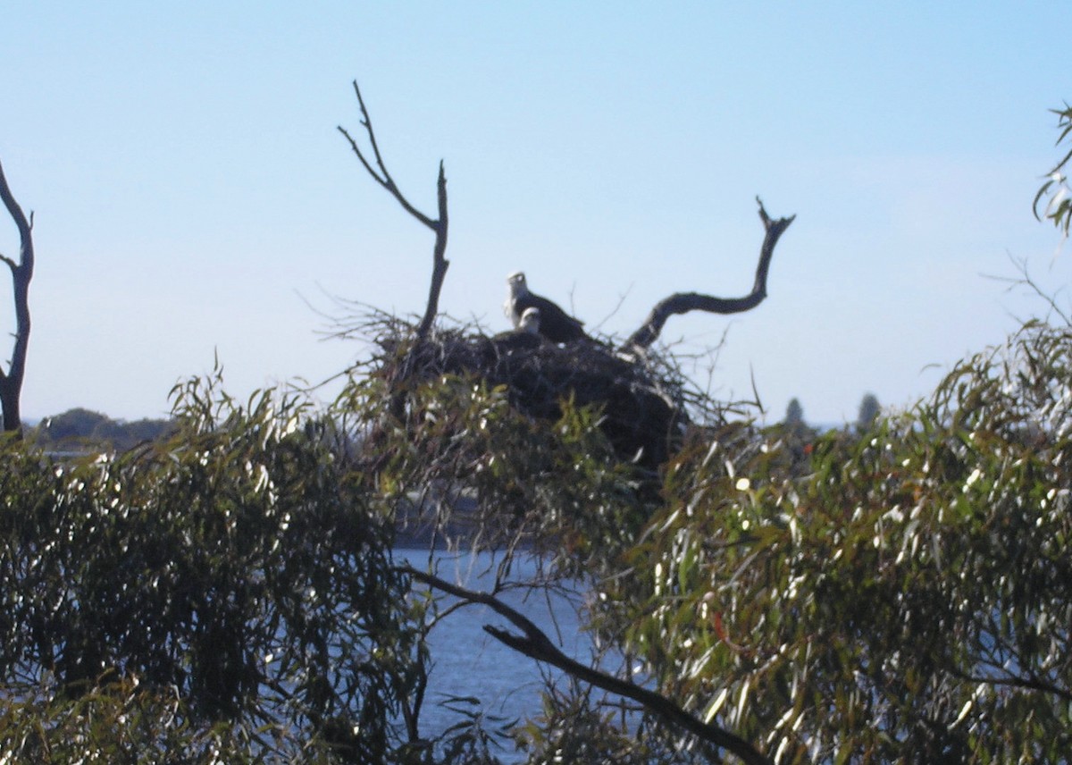 Osprey (Australasian) - ML354515331