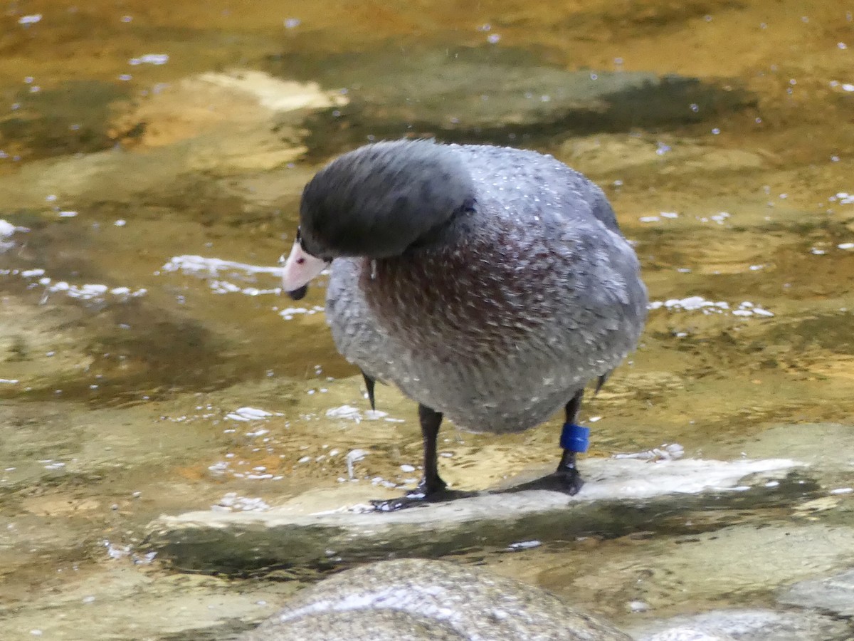 Blue Duck - ML354518141