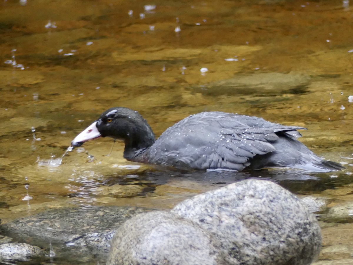 Blue Duck - ML354518151