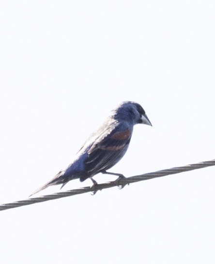 Blue Grosbeak - ML354522141
