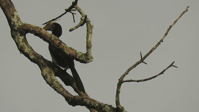 Oriental Pied-Hornbill - ML354523011