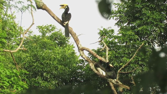 Oriental Pied-Hornbill - ML354523141