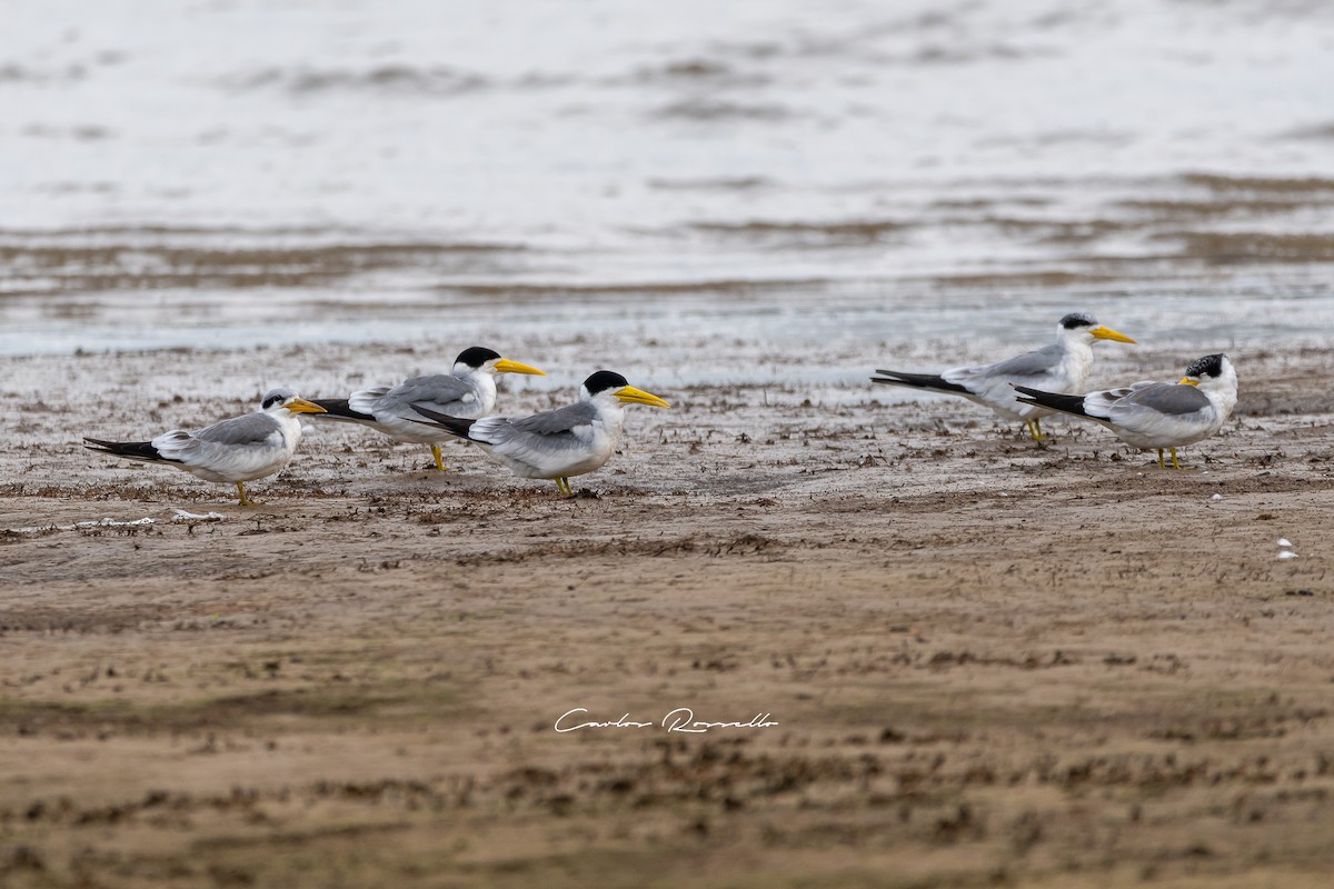 Large-billed Tern - ML354524011