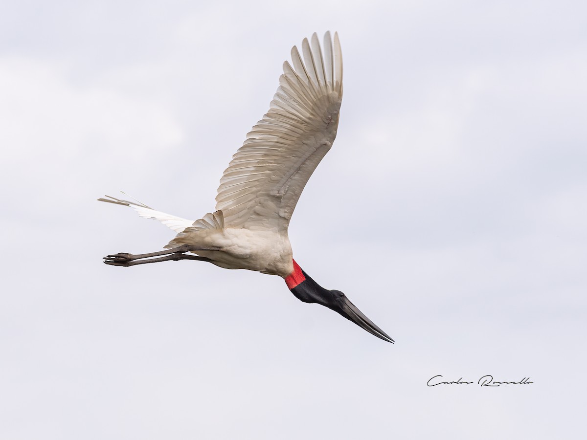 čáp jabiru - ML354524191