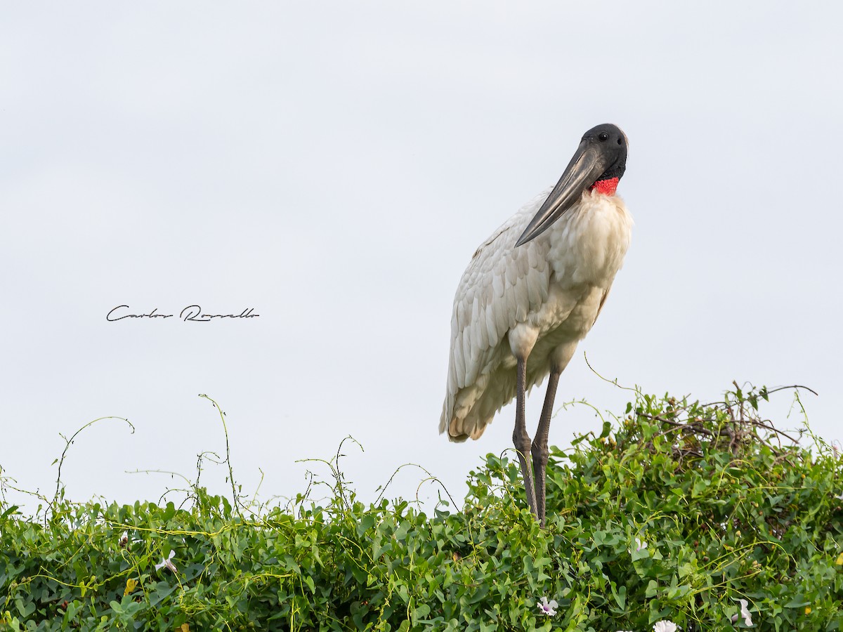 Jabiru - Carlos Rossello