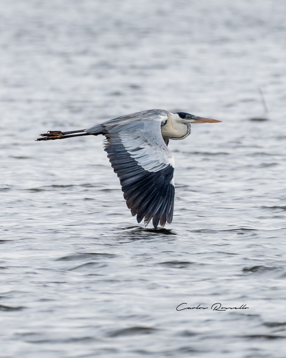 Cocoi Heron - Carlos Rossello