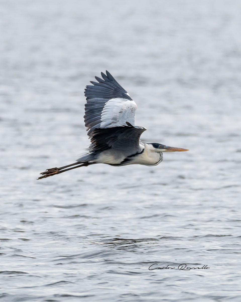 Cocoi Heron - Carlos Rossello