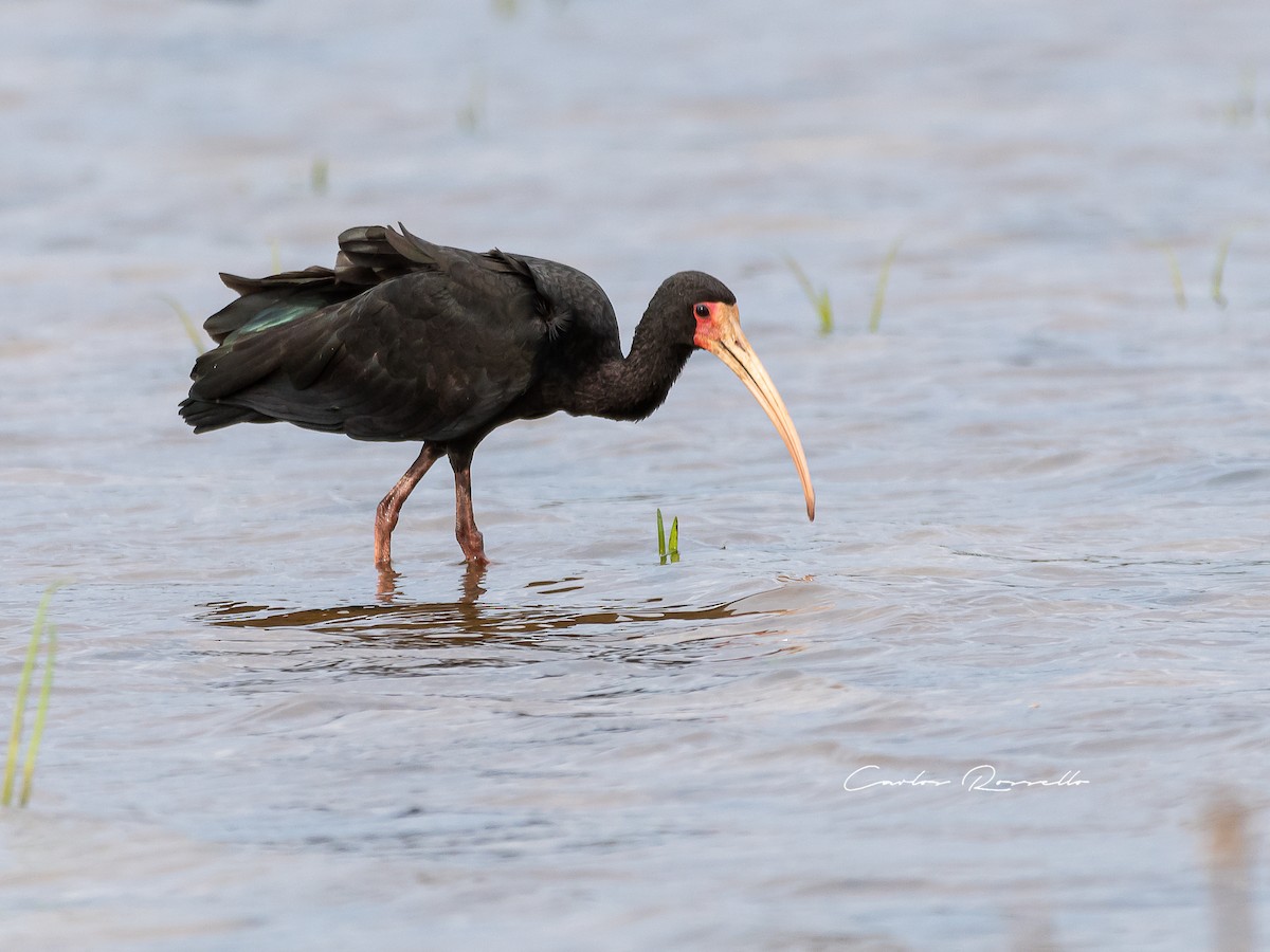 Ibis à face nue - ML354524651