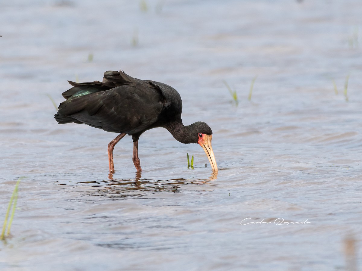 Bare-faced Ibis - ML354524681