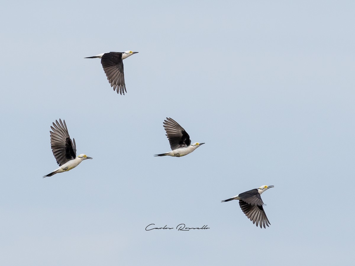 White Woodpecker - ML354524711