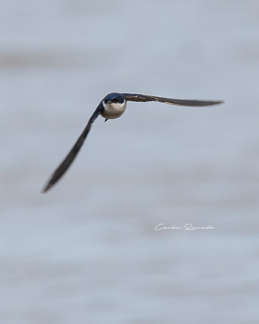 Chilean Swallow - Carlos Rossello