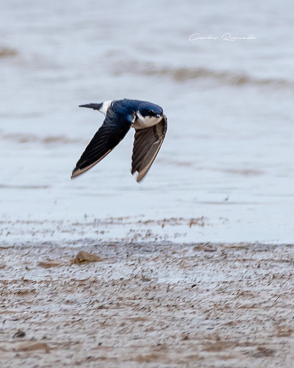 Chilean Swallow - Carlos Rossello