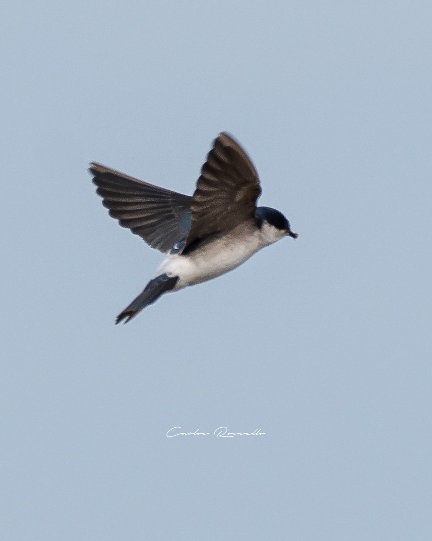 Chilean Swallow - Carlos Rossello