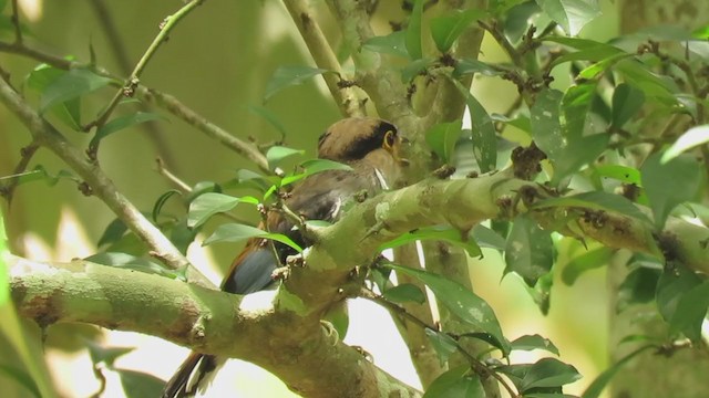 Silver-breasted Broadbill - ML354527051