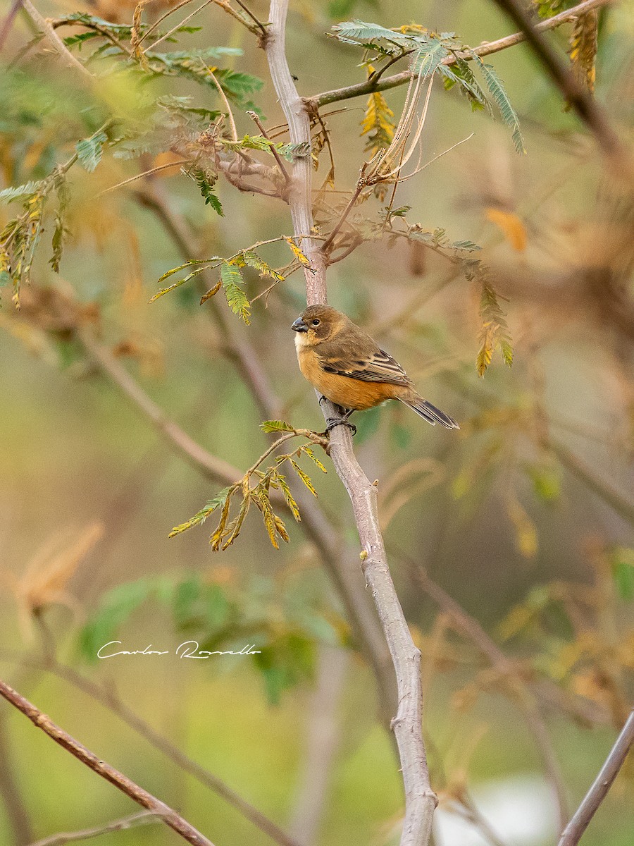 Rusty-collared Seedeater - ML354528011