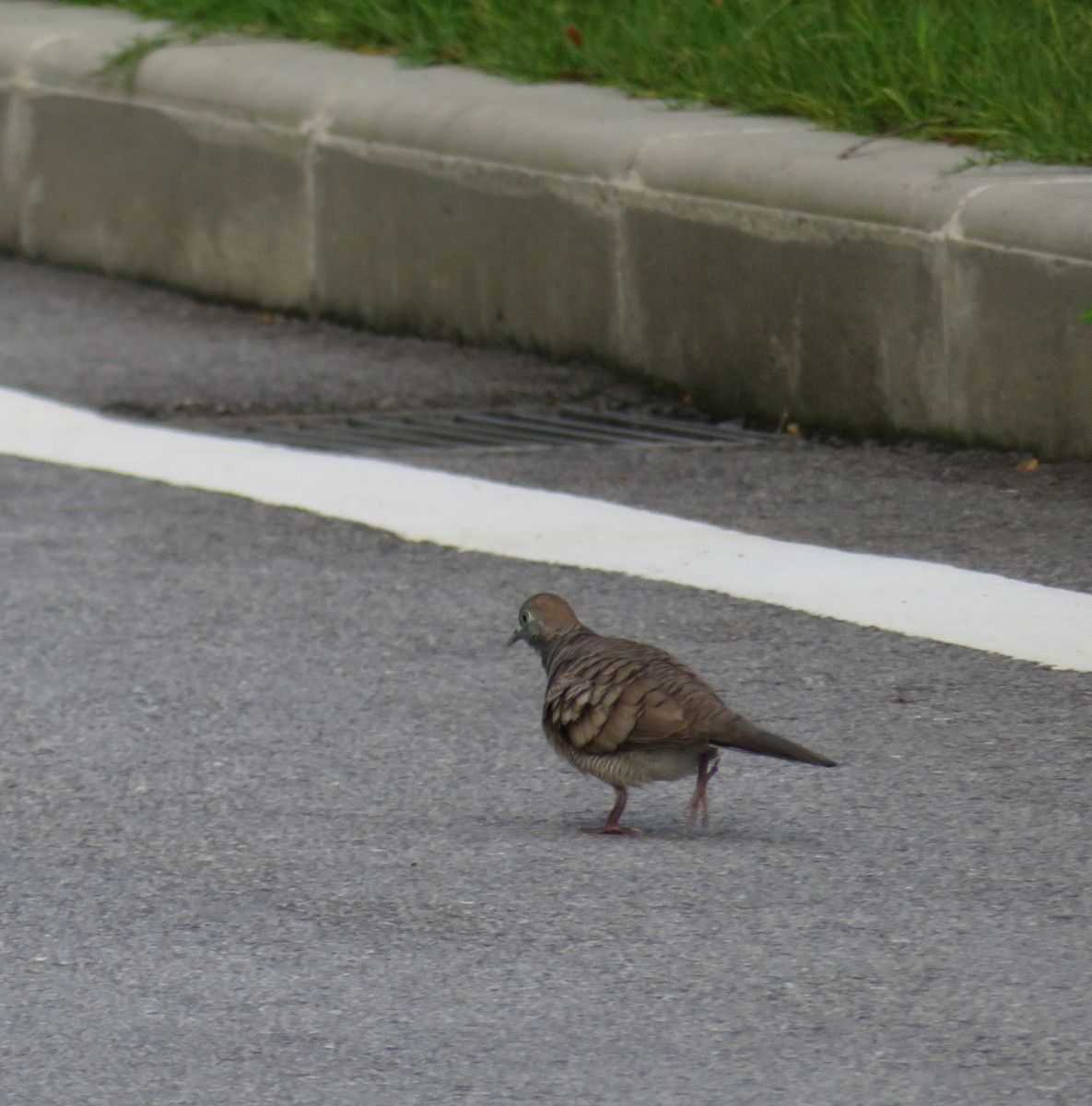 Zebra Dove - ML354528981