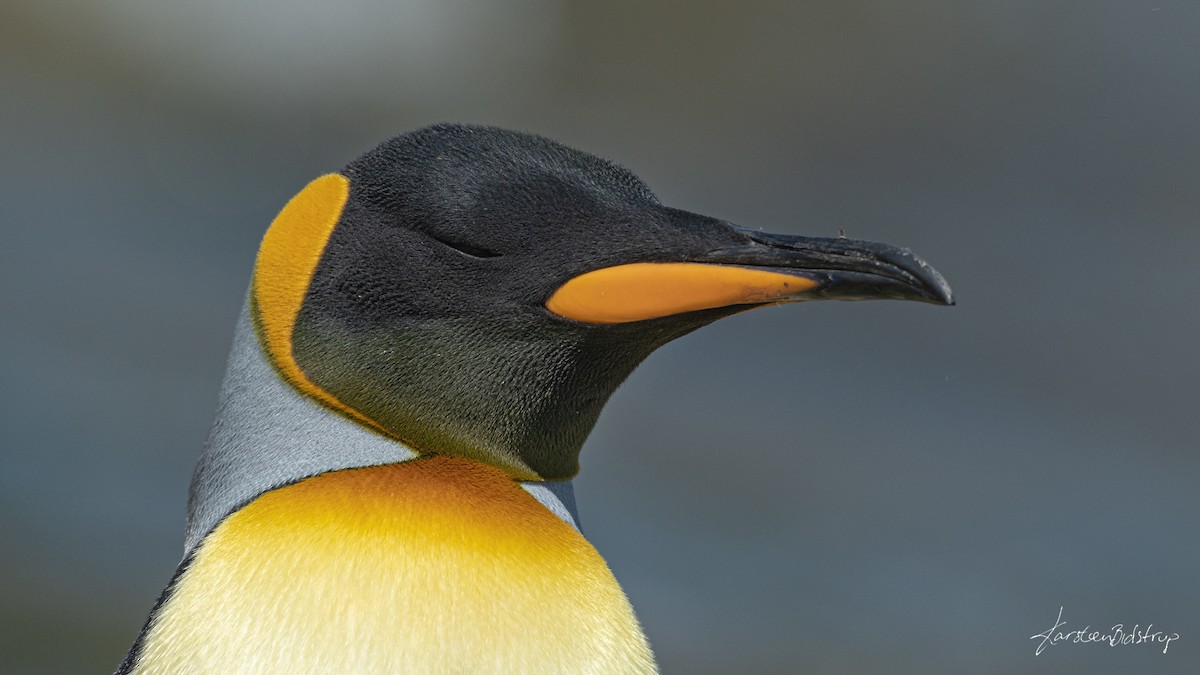 King Penguin - ML354531291