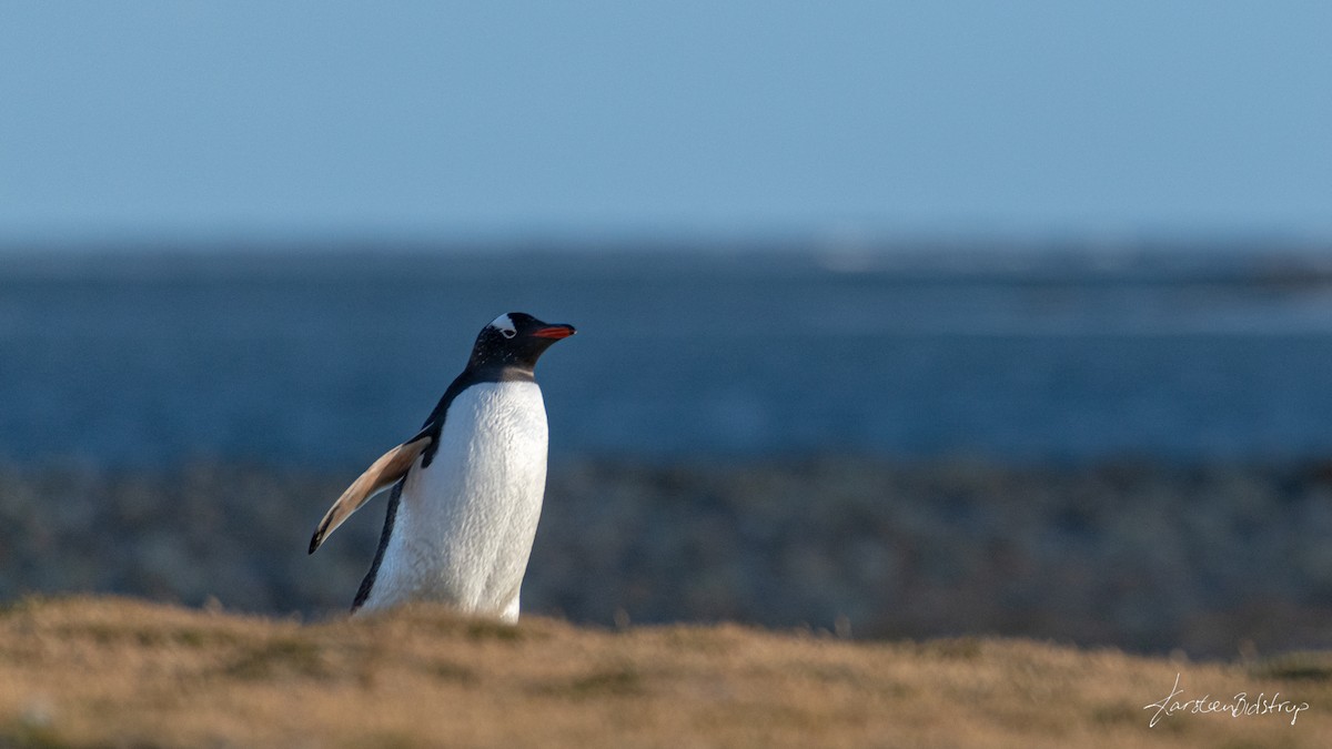 Gentoo Penguin - Karsten Bidstrup