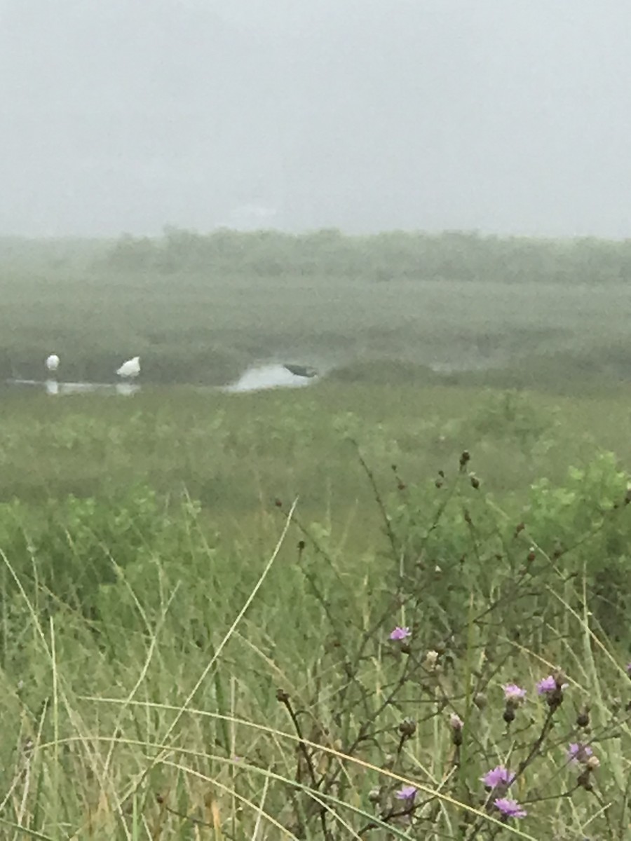 Little Blue Heron - ML354531741
