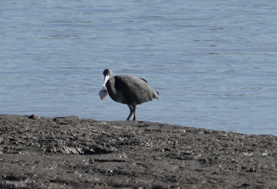 Pacific Reef-Heron - ML354534281