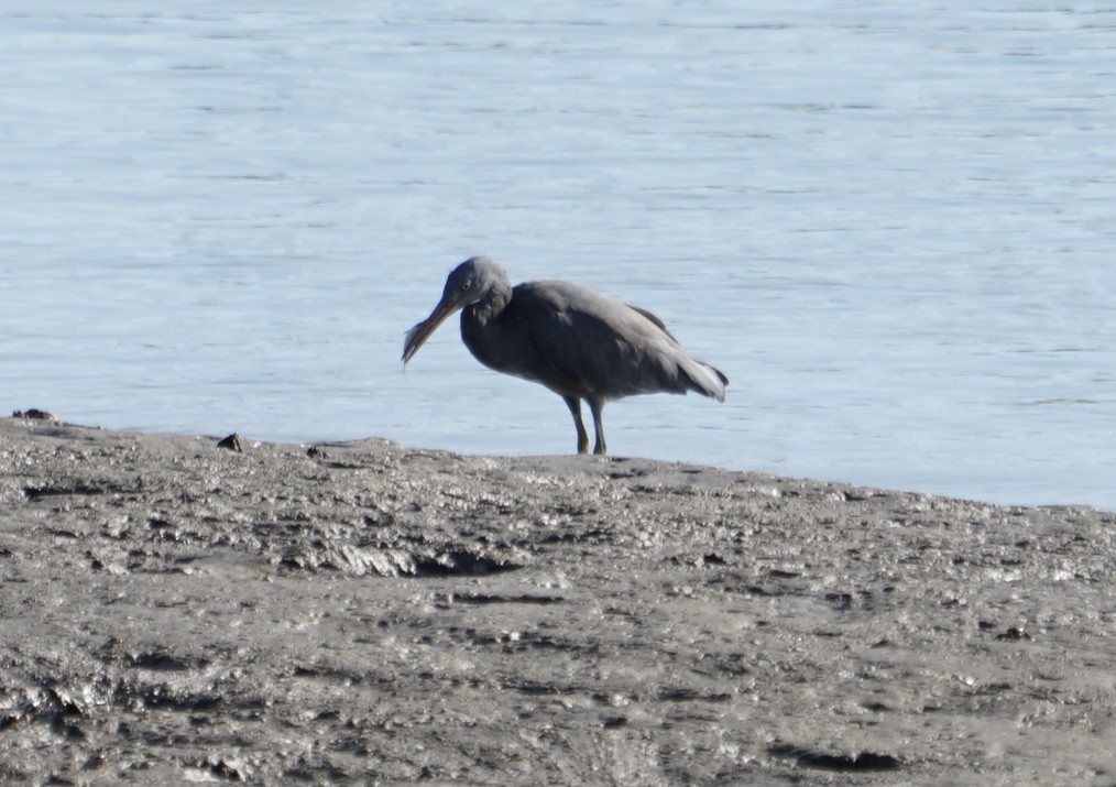 Pacific Reef-Heron - ML354534291