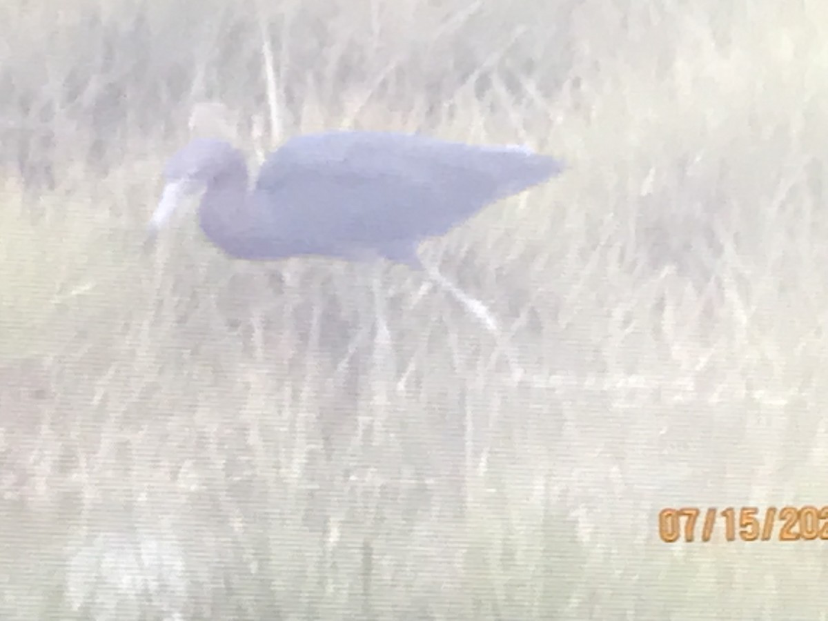 Little Blue Heron - ML354535131