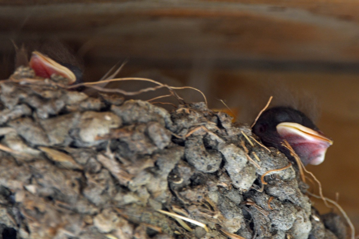 Barn Swallow (American) - ML354535331