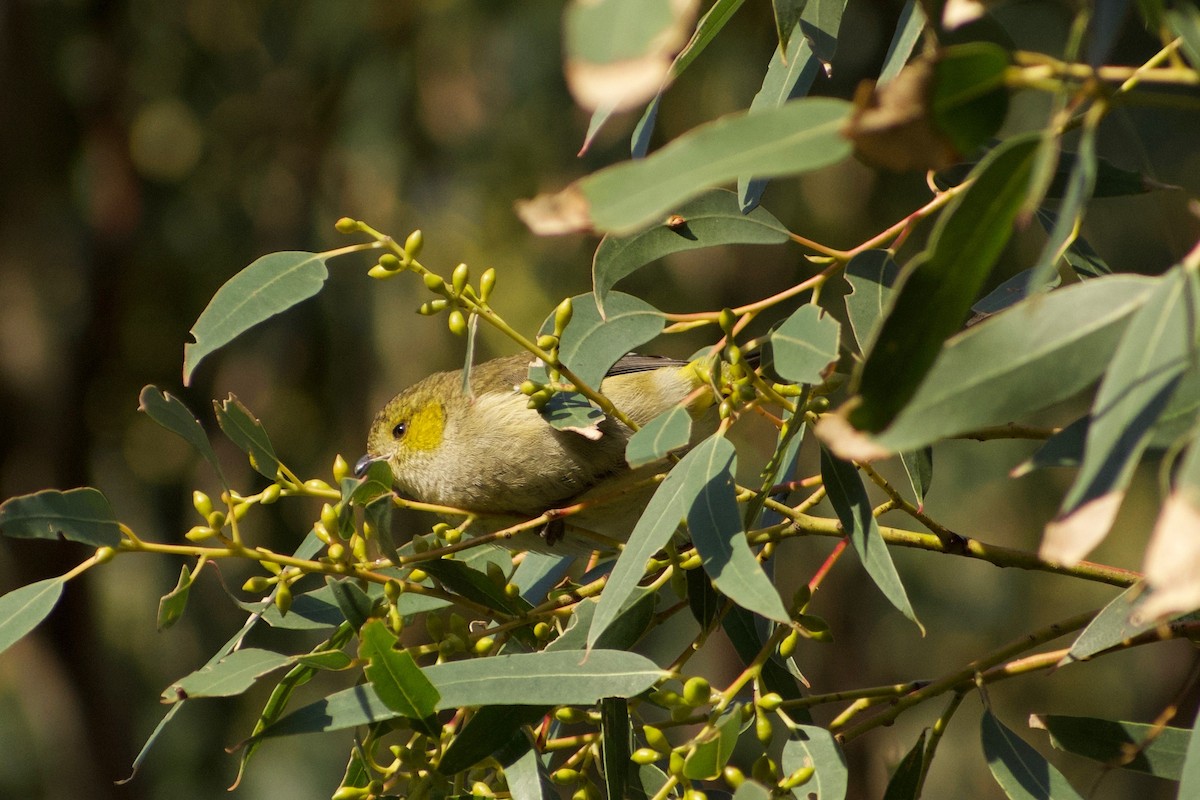 Forty-spotted Pardalote - ML354536661