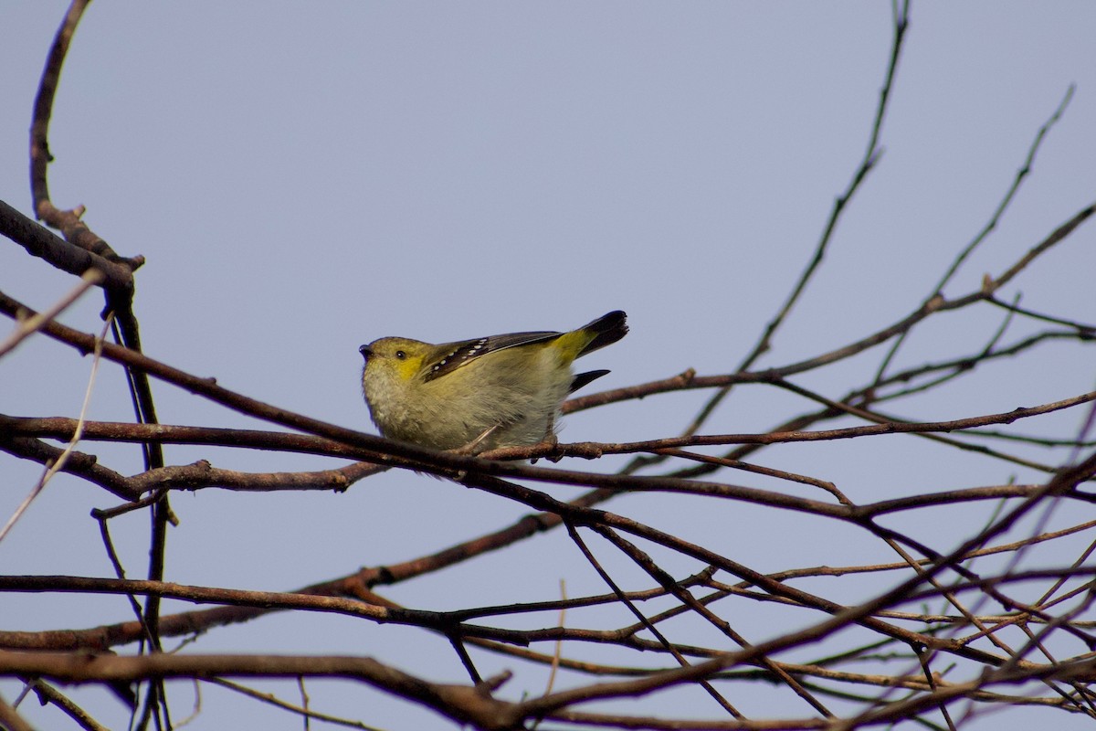 Forty-spotted Pardalote - ML354536941