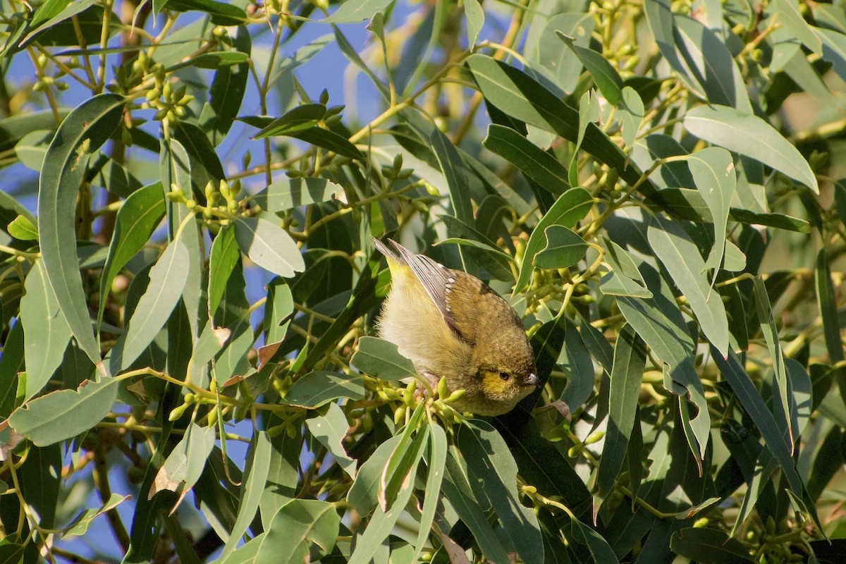 Forty-spotted Pardalote - ML354536961