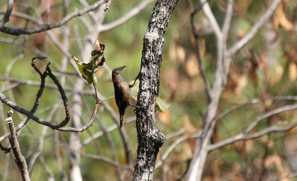 Black-tailed Treecreeper - ML354537011