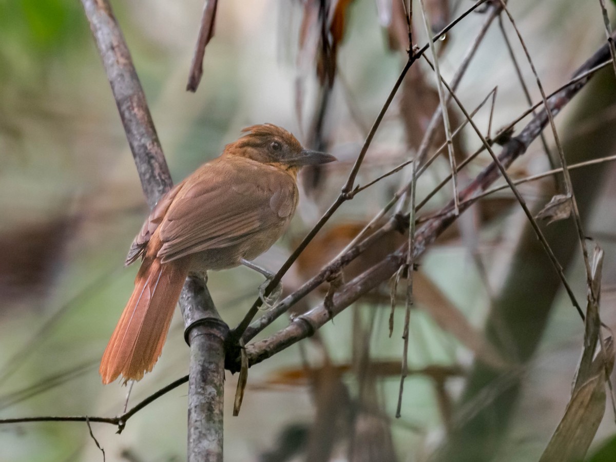 Brown-rumped Foliage-gleaner - Héctor Bottai