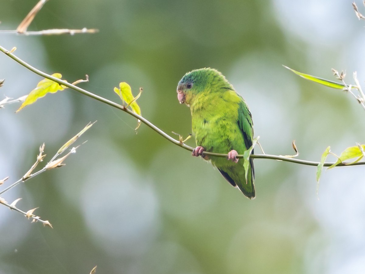 Amazonian Parrotlet - ML354537871