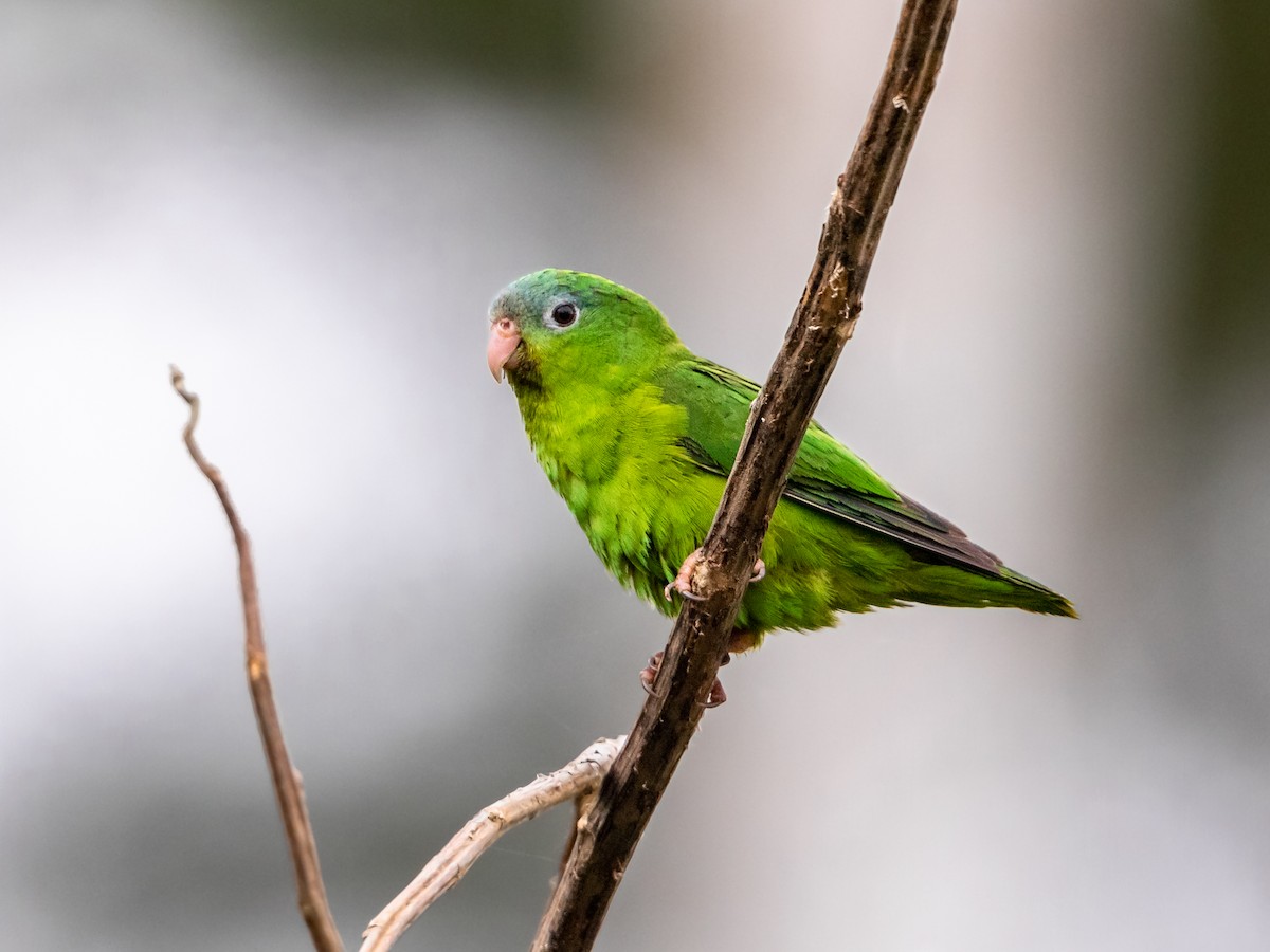 Amazonian Parrotlet - ML354537881