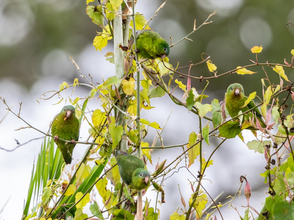 Amazonian Parrotlet - ML354537921