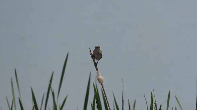 Marsh Wren - ML354537981